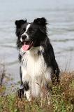 BORDER COLLIE 776